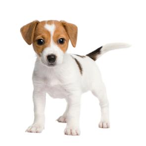 JACK RUSSLE TERIER